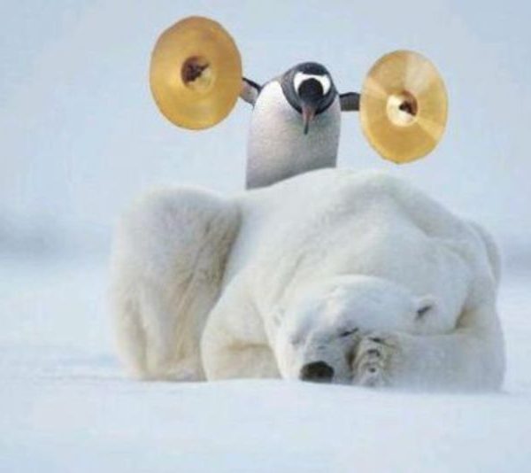 Penguin wakes up polar bear.