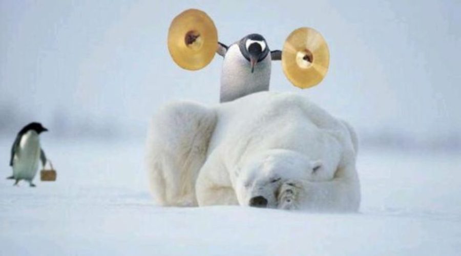 Penguin wakes up polar bear.